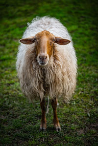 Portrait of cow standing on field