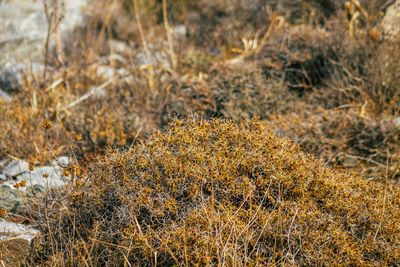 Full frame shot of dry plants on field