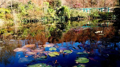 Water lily in lake