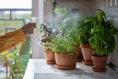 Cropped hand holding potted plant