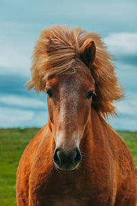 Close-up portrait of horse standing on field against sky