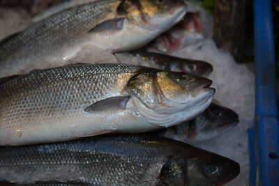 Close-up of fish for sale in market