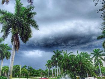 Low angle view of palm trees against cloudy sky