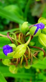 Close-up of honey bee on flower