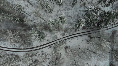 High angle view of trees by road in forest