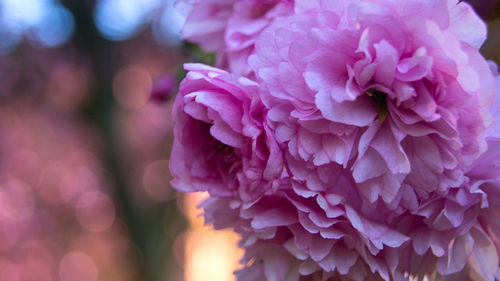 Close-up of pink flowers