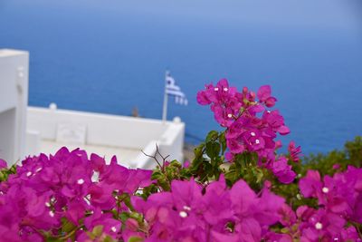 Close-up of pink flowering plant by sea