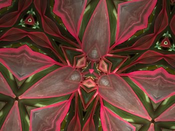 Full frame shot of flowers