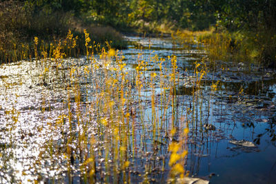 reflection