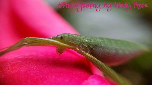 Close-up of insect on pink flower