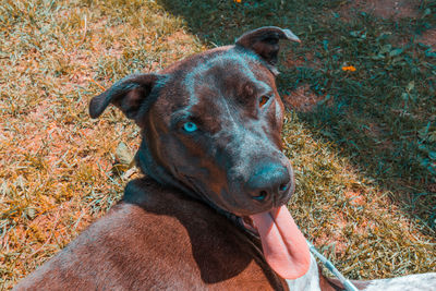 Close-up of dog with tongue out laying on grass 