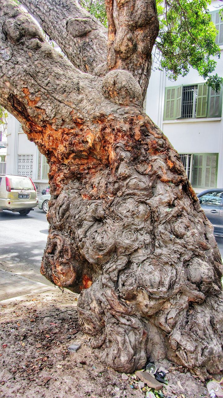 CLOSE-UP OF TREE TRUNK WITH CITY IN BACKGROUND