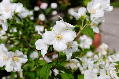 Close-up of white flowers