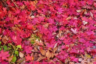 High angle view of autumnal leaves on field