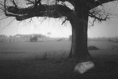 Bare trees on landscape