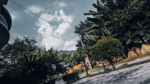 Palm trees against sky