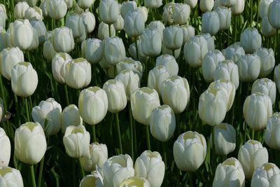 Full frame shot of white tulips