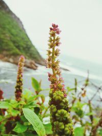 Close-up of flowers against blurred background