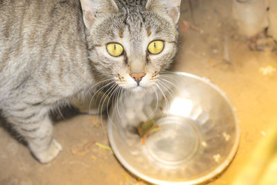Close-up portrait of a cat drinking water