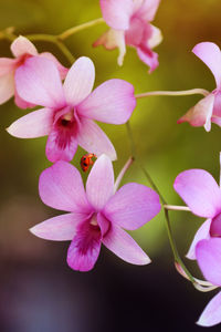 Close-up of pink flowering plant