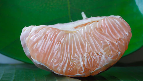 Close-up of mushroom
