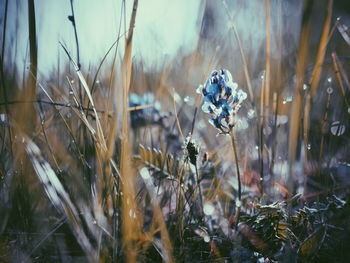 Close-up of wildflowers in field