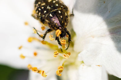 Close-up of bee pollinating on flower