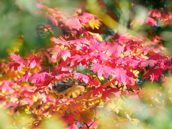 Close-up of pink flowering plants