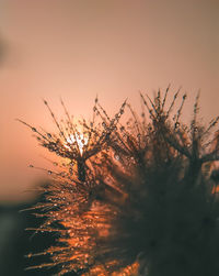 Close-up of dandelion against orange sky