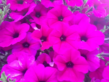 Close-up of pink flowering plants