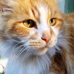 Close-up portrait of cat