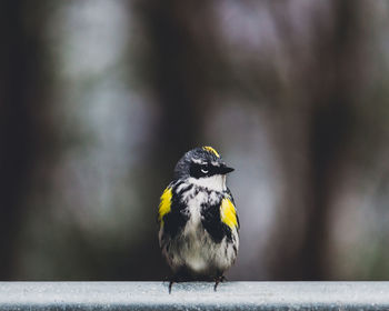 Close-up of bird perching on yellow outdoors