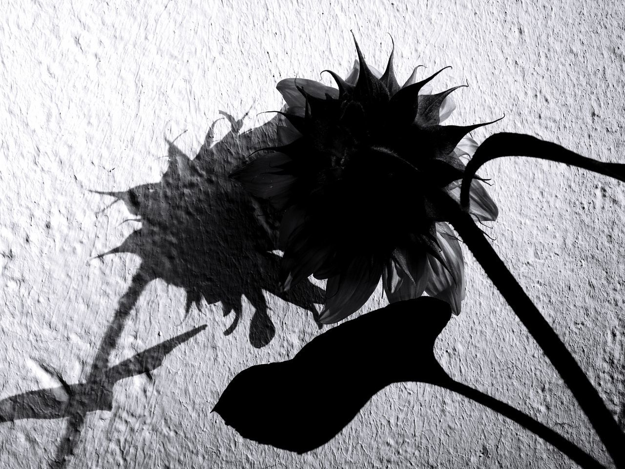 shadow, nature, leaf, plant, plant part, wall - building feature, sunlight, growth, no people, close-up, day, high angle view, beauty in nature, outdoors, flower, vulnerability, fragility, flowering plant, wall, focus on shadow
