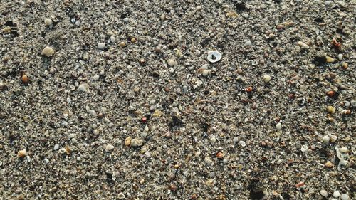 High angle view of shells on sand