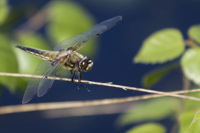 Close-up of damselfly on plant