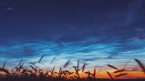 Close-up of plants against sky at night