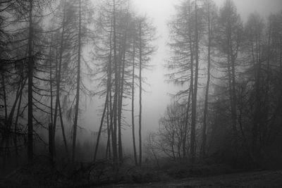 Trees in forest during foggy weather