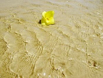 Close-up of yellow sand on beach