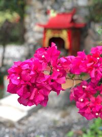 Close-up of pink bougainvillea flowers