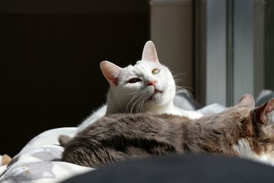 Close-up of a cat