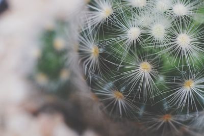 Close-up of dandelion on plant, mammillaria carmenae cactus.