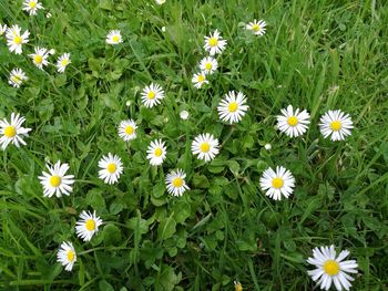 Close-up of white daisy flowers blooming in field