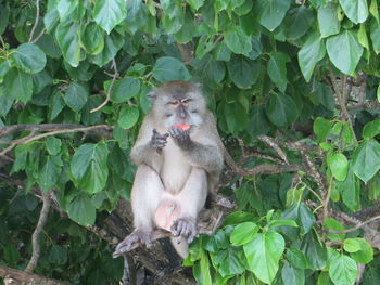 Monkeys in a green plant