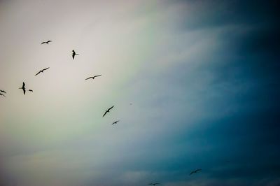 Low angle view of bird flying against cloudy sky