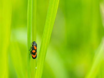 Close-up of ladybug on leaf