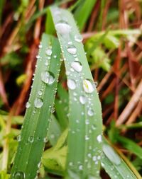 Close-up of water drops on leaf