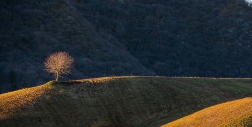 Scenic view of agricultural field