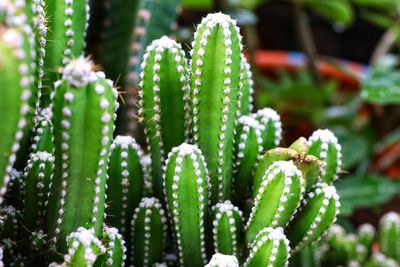 Close-up of succulent plant