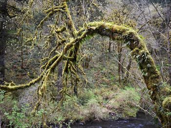 Close-up of roots in forest