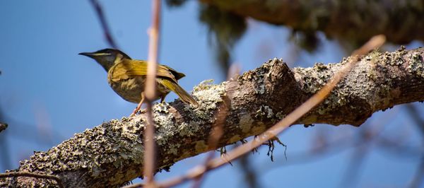 Low angle view of bird perching on branch